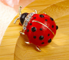 Broche de Joaninha